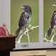 Illustration for article titled World Wildlife Fund Publishes Photo Of What Species Last Seen In 1987 Might Have Evolved To Look Like
